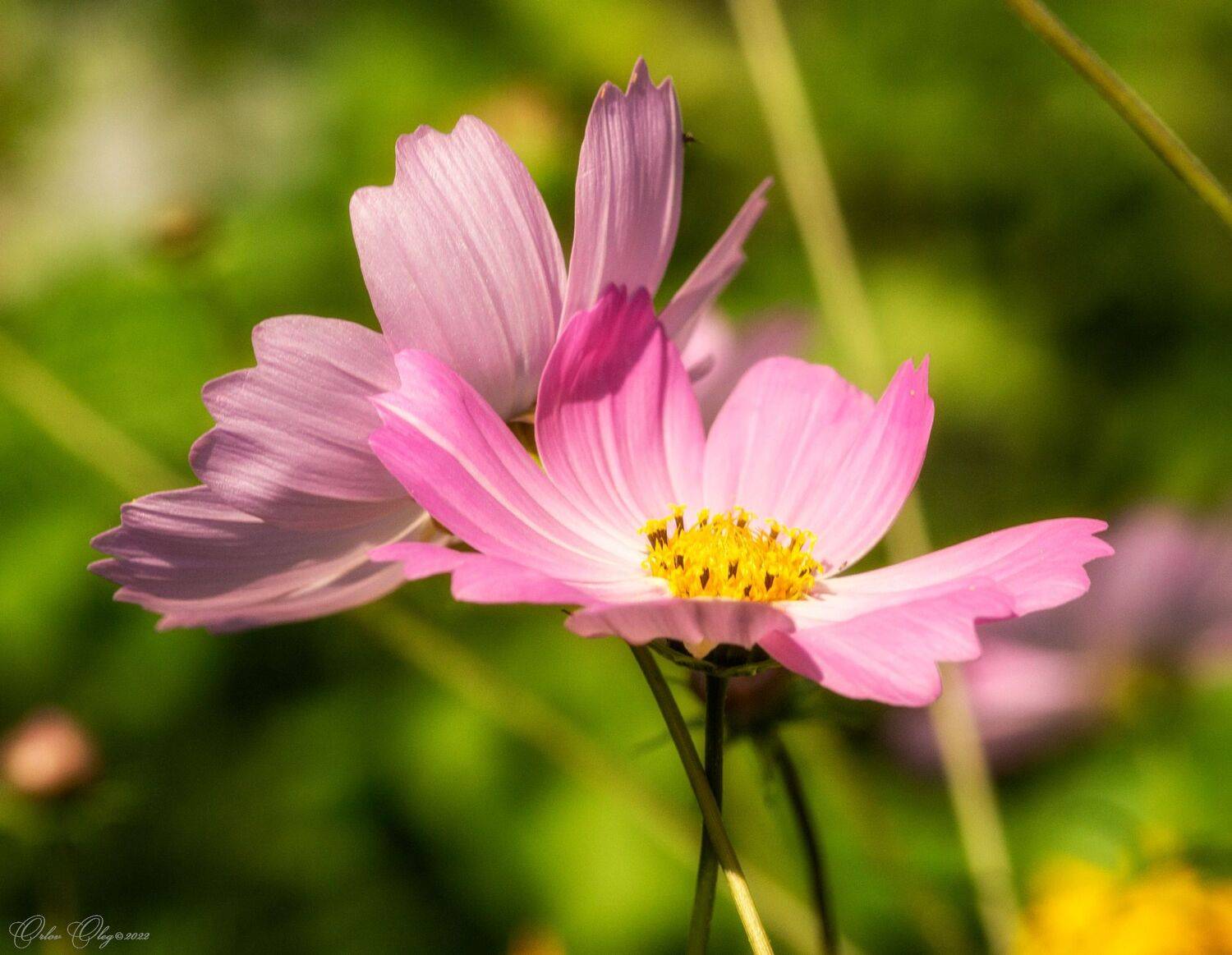 , Орлов Олег