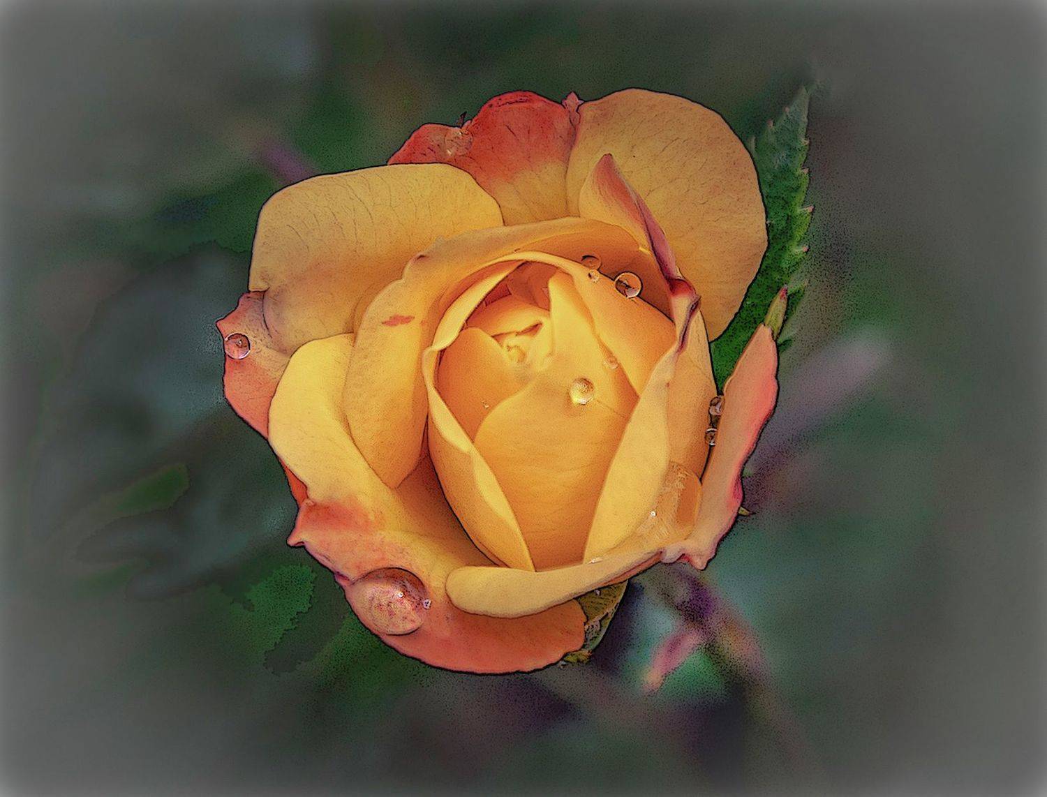 роза., Вячеслав Бирюков