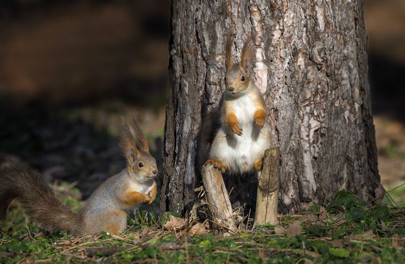 Из жизни белочек фото превью