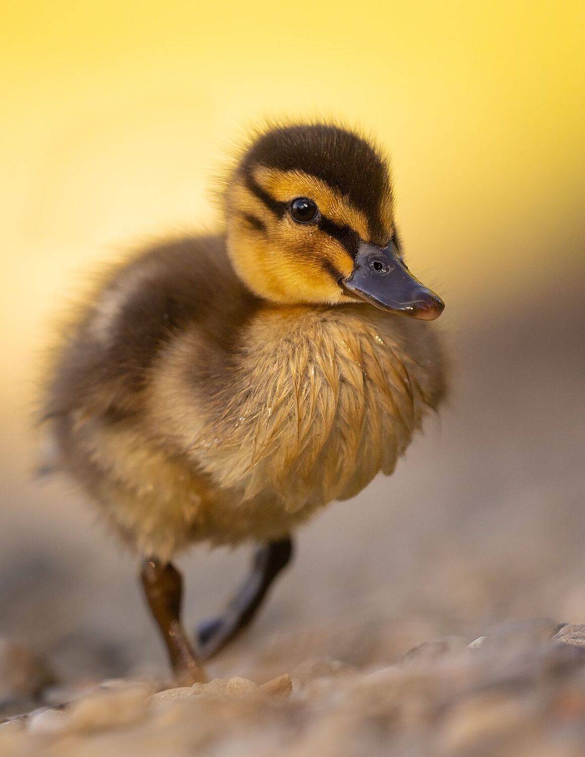 , Robert Adamec