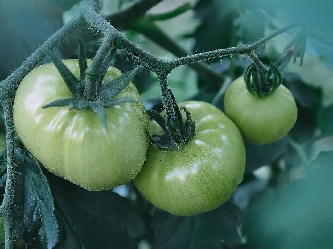 , Калёв Сергей