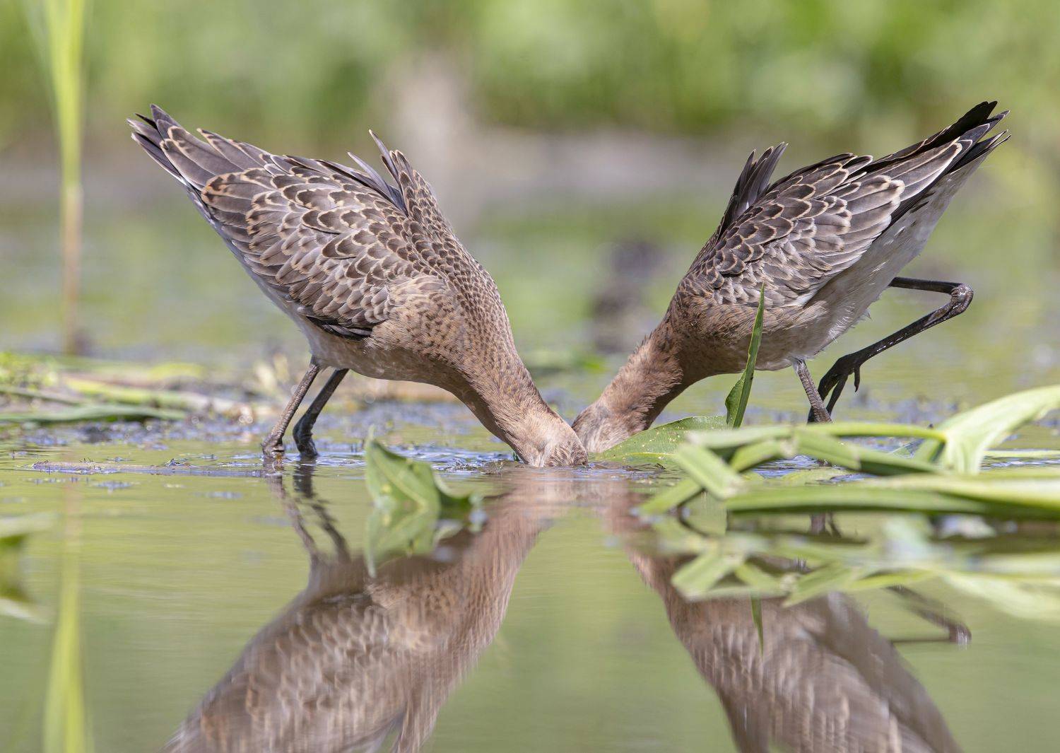 , Андрей Киселёв