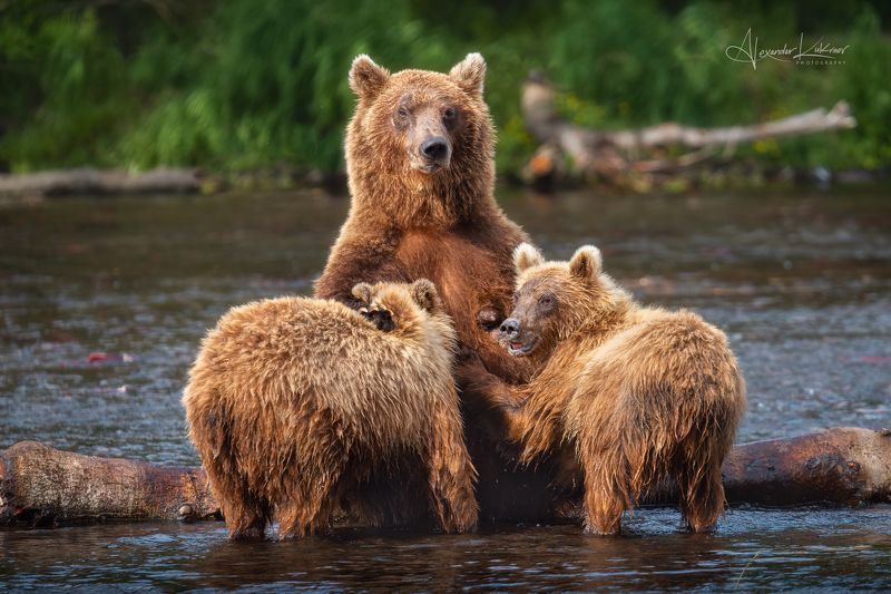 медведи,камчатка,медведь,медвежата Мадонна... фото превью