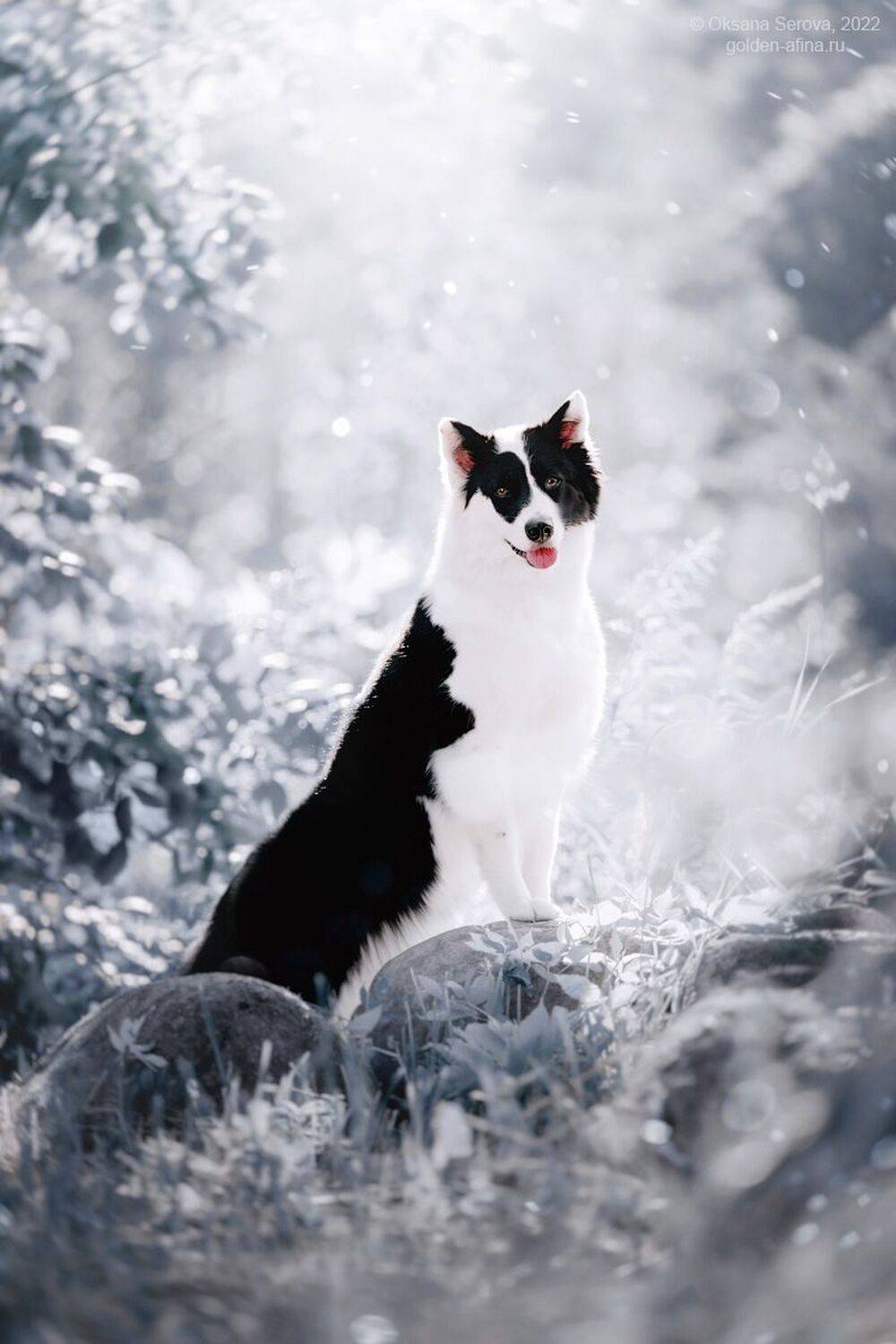 , Оксана Серова