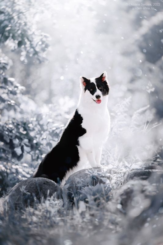 Снежная Королева фото превью