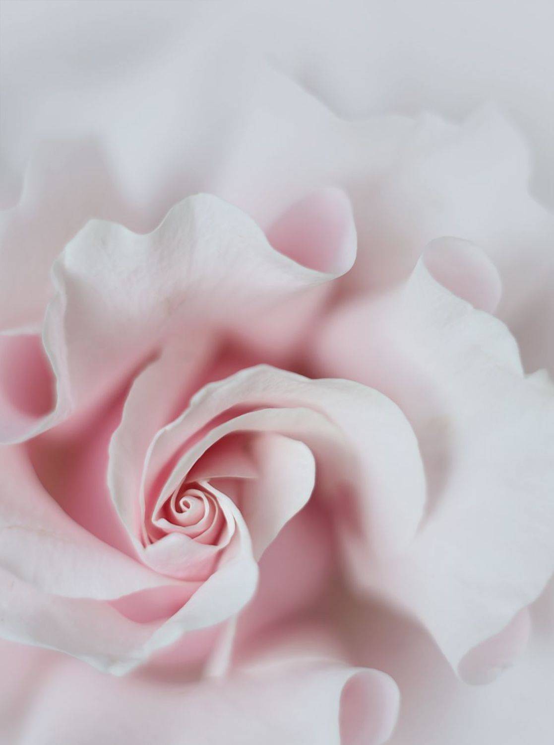 роза, цветы , природа , flowers,  Ксения