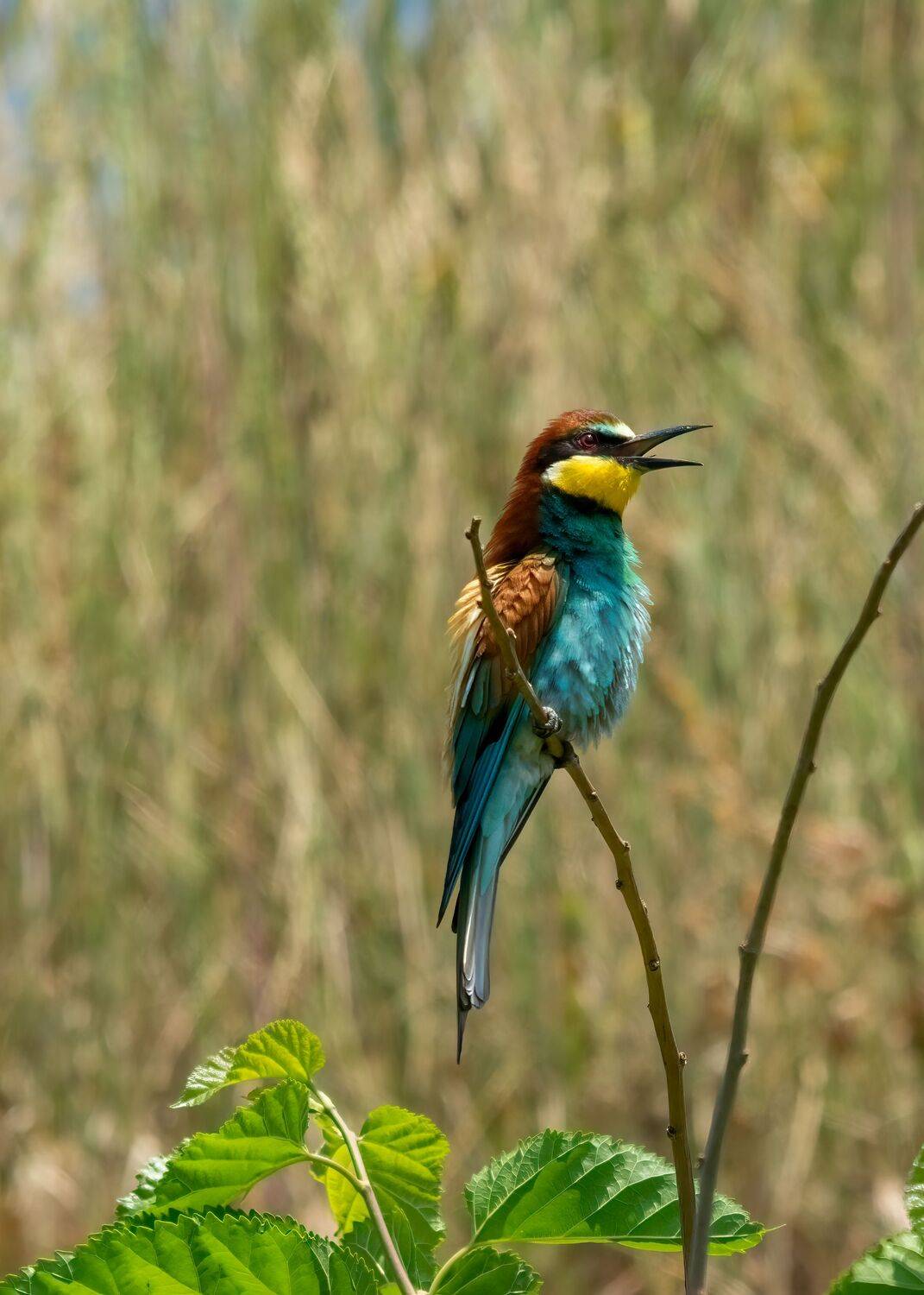шурка, золотистая, Алексей Рыльский