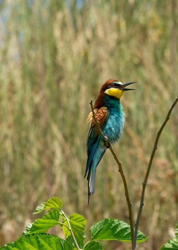Гусар фото превью