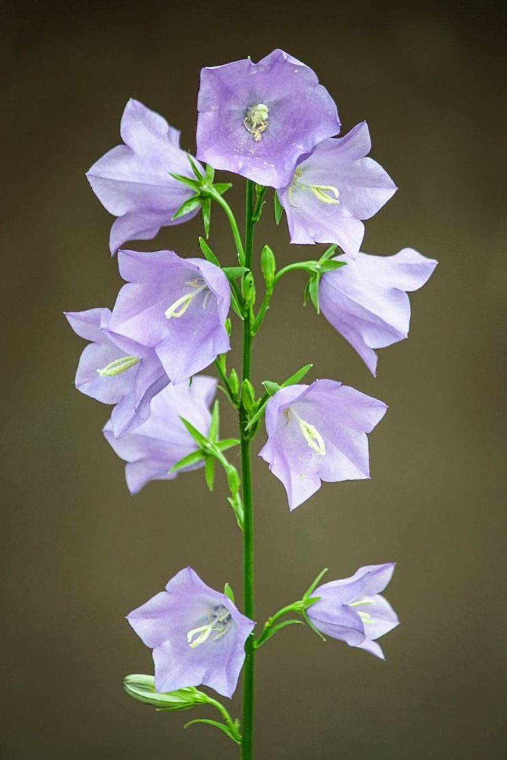 колокольчик, КарОл