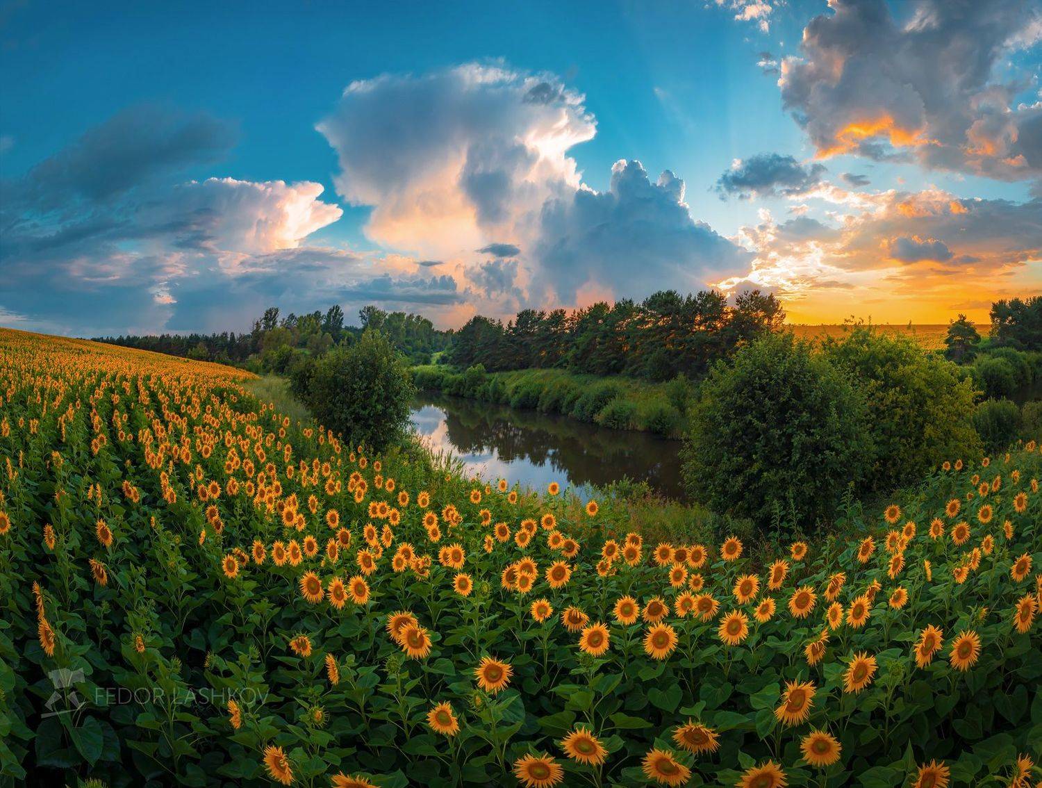 белгородская область, лето, июль, летнее, подсолнух, цветение, подсолнечное лето, живопись, сельскохозяйственное поле, полевое, поля, закат, облака, облачно, пруд, водоём,, Лашков Фёдор