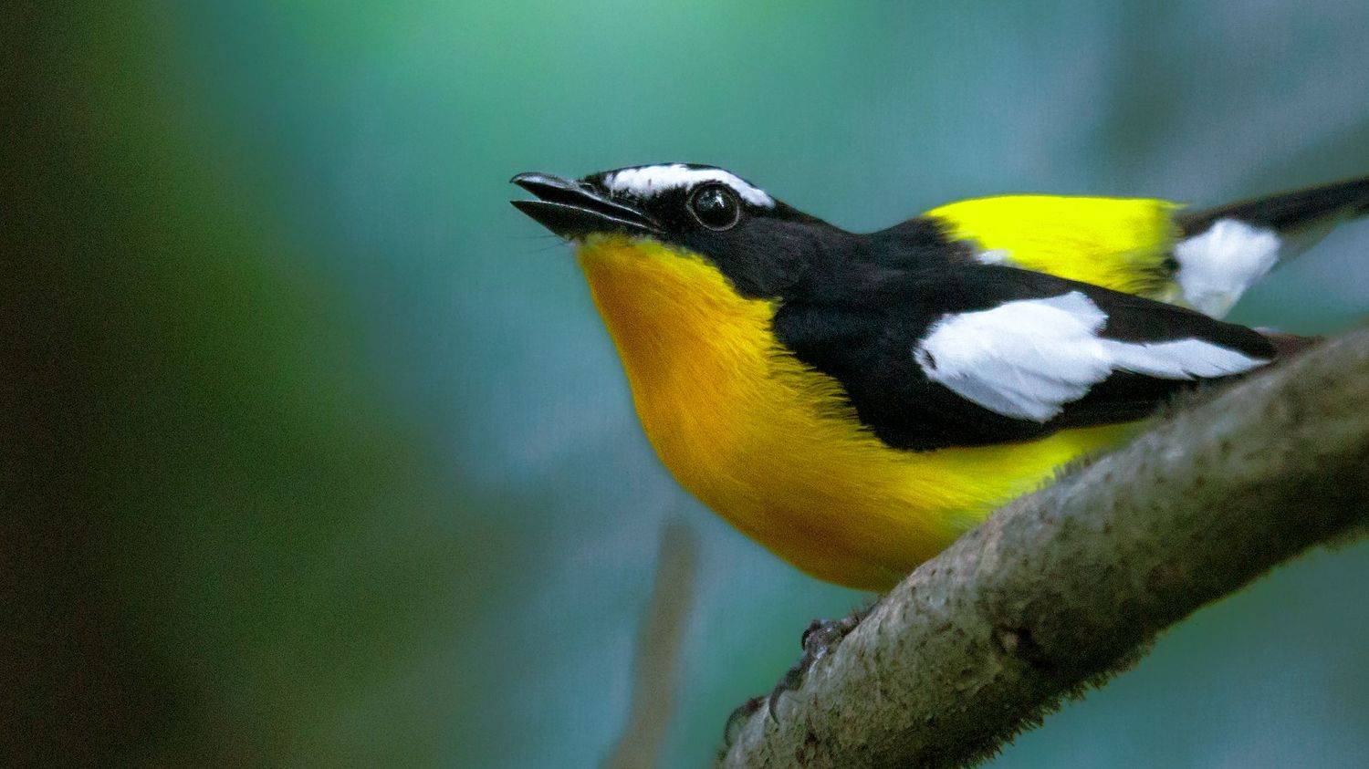 ficedula zanthopygia,  刘渝东