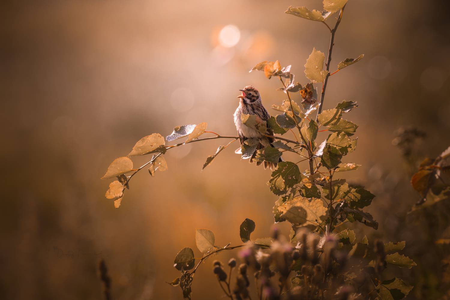 природа, лес, поля, огороды, животные, птицы, макро, Посевич Дмитрий