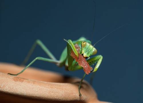 Подруга инопланетянка.