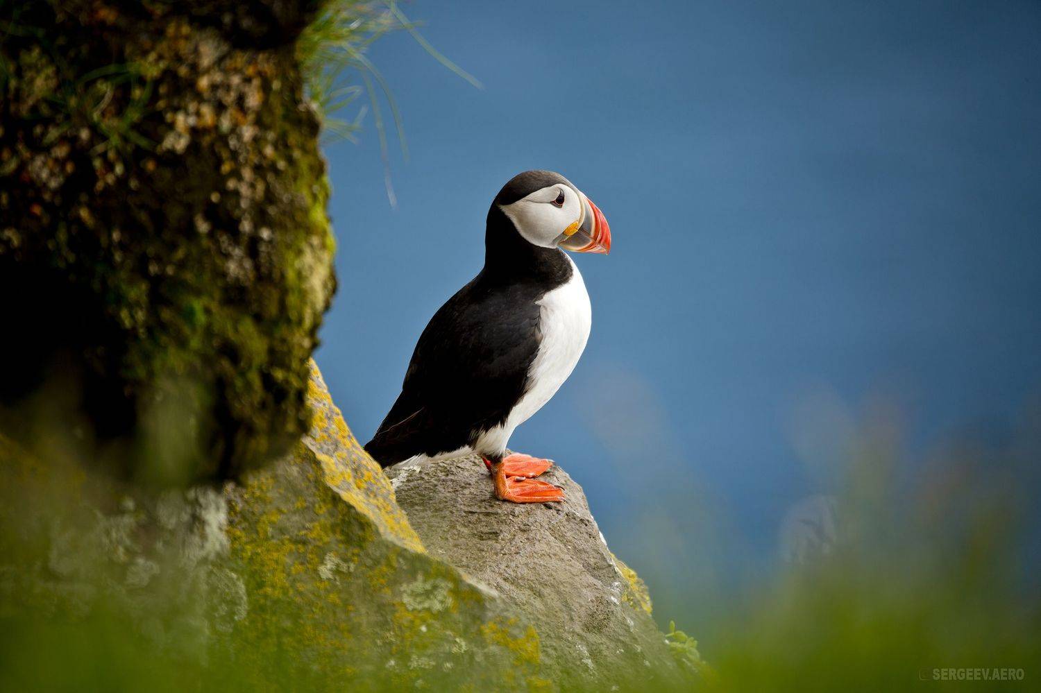 тупик, птица, природа, лето, исландия, север, камень, puffin, bird, nature, summer, life, iceland, north, stone, cliff, animal, wild, canon, Кирилл Сергеев