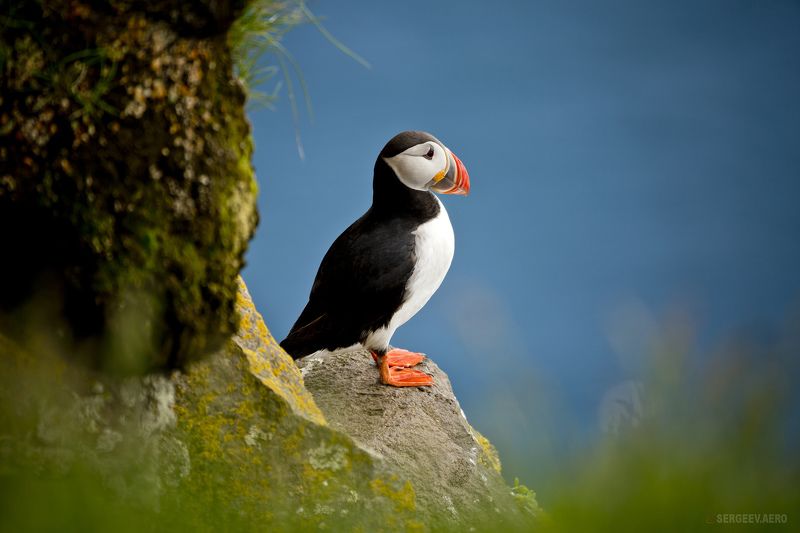 тупик, птица, природа, лето, исландия, север, камень, puffin, bird, nature, summer, life, iceland, north, stone, cliff, animal, wild, canon Тупик | Puffin фото превью