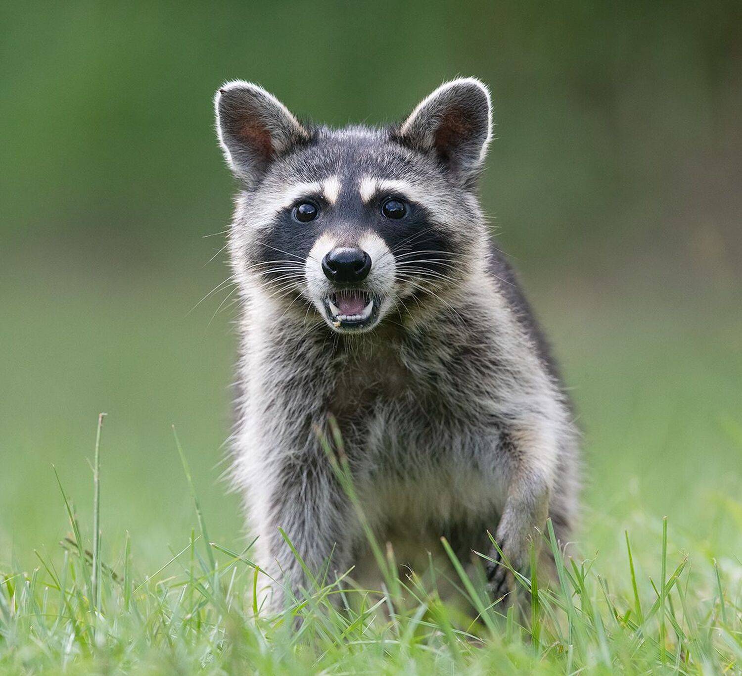 енот обыкновенный, енот-полоскун, raccoon, енот, дикие животные, животные, animals, Etkind Elizabeth