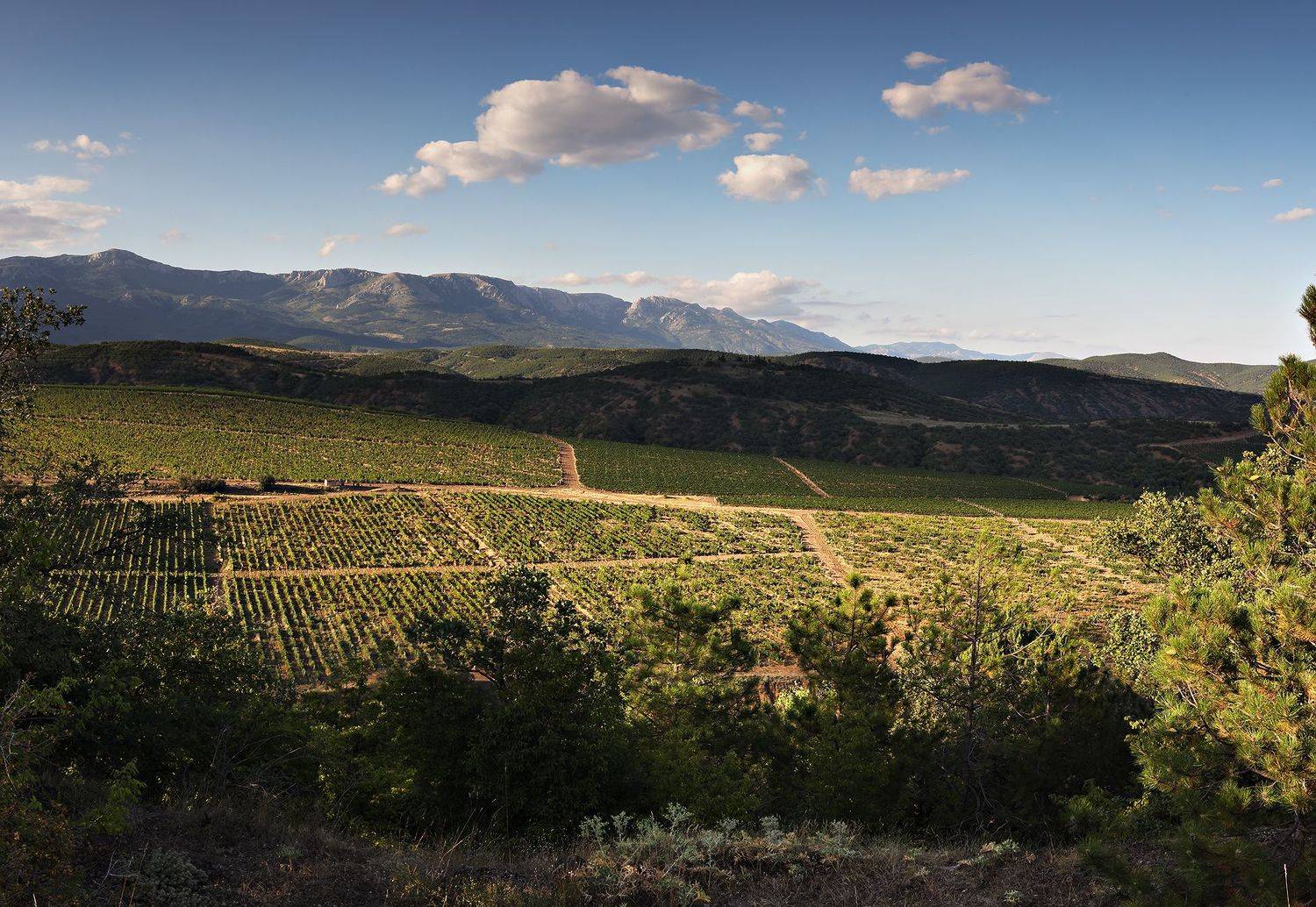 , Елена Ковригина