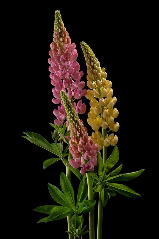 цветы, люпин, люпины, цветок, флора, природа, листья, лепестки, цветение Люпины фото превью