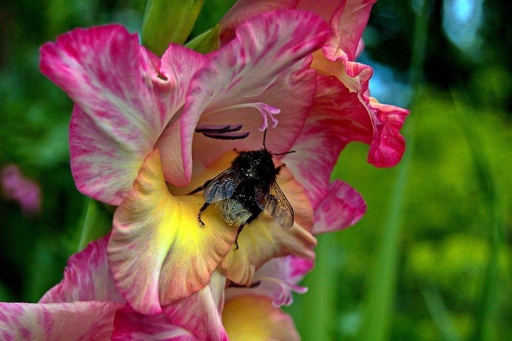 , Николаев Владимир