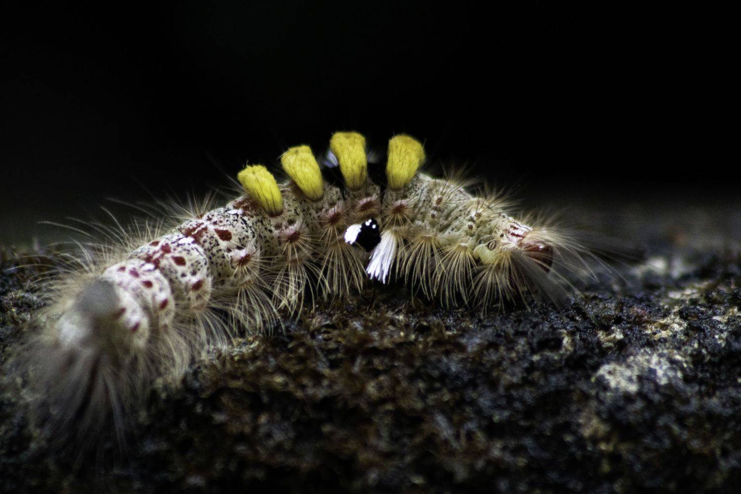 , Sonnadara Kushan Madushanka