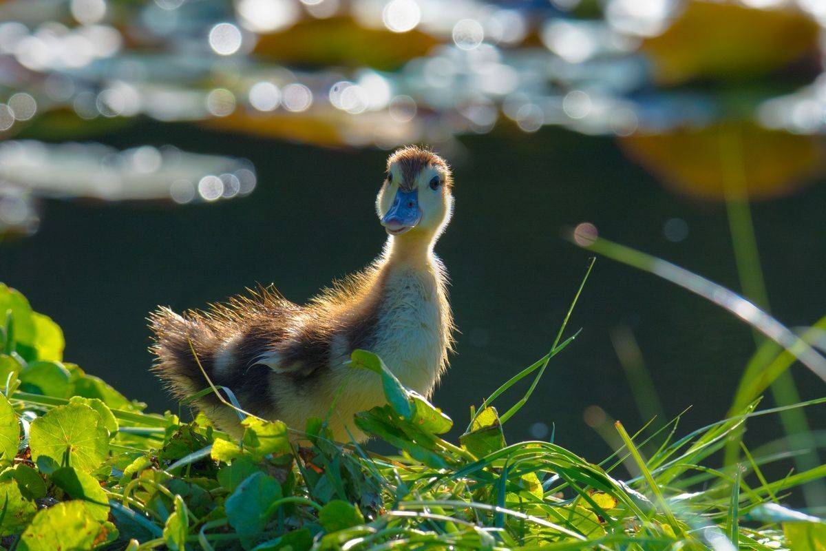 , Людмила Бекман