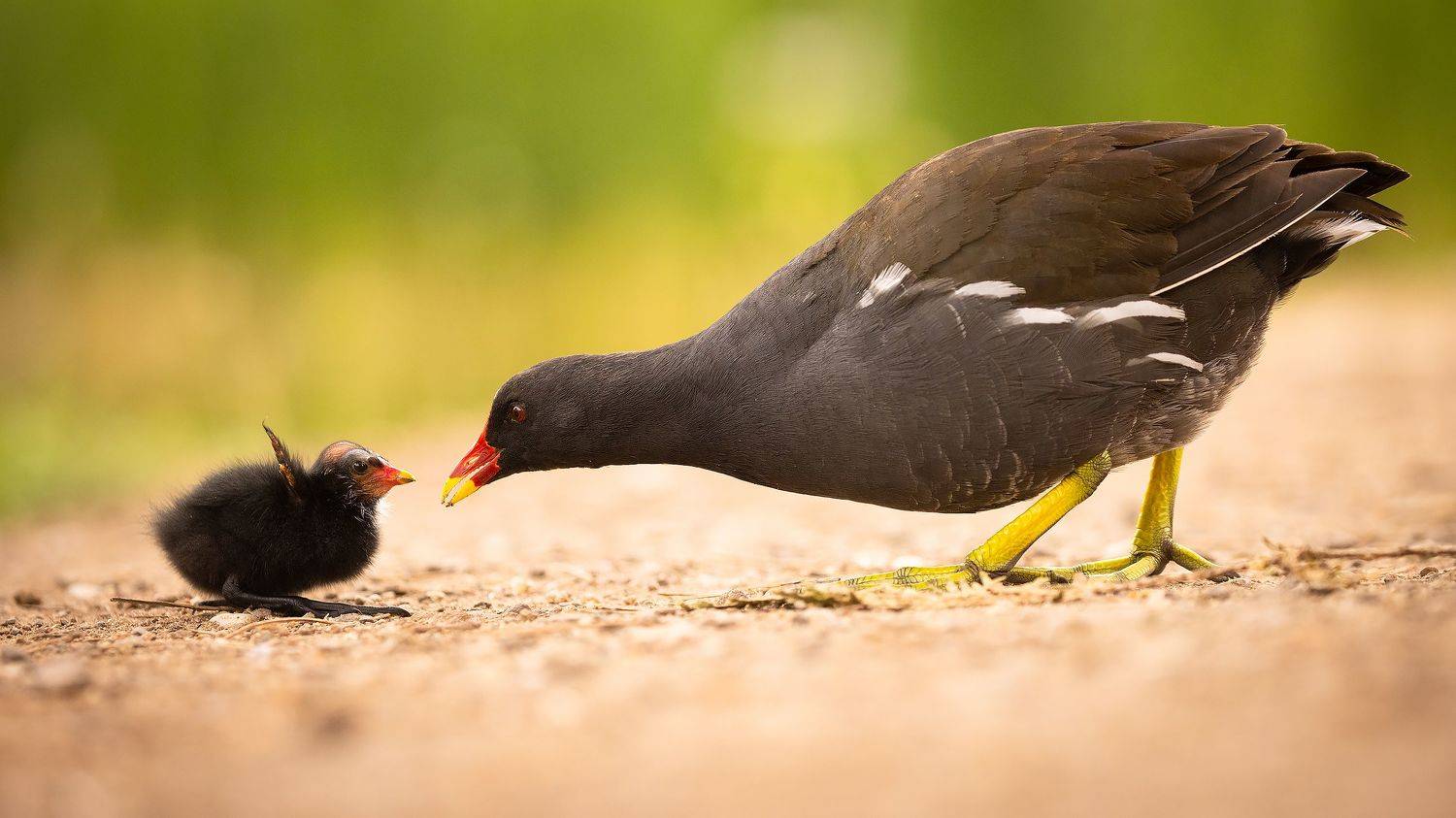 , Robert Adamec