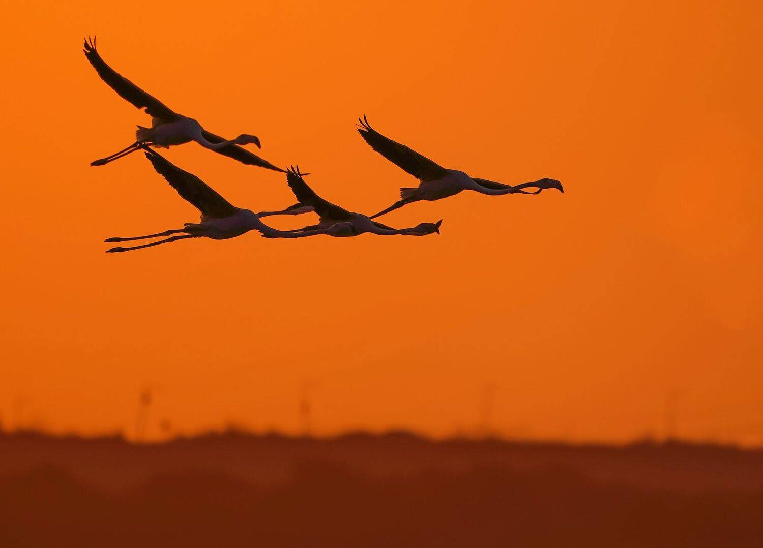 , Красимир Георгиев