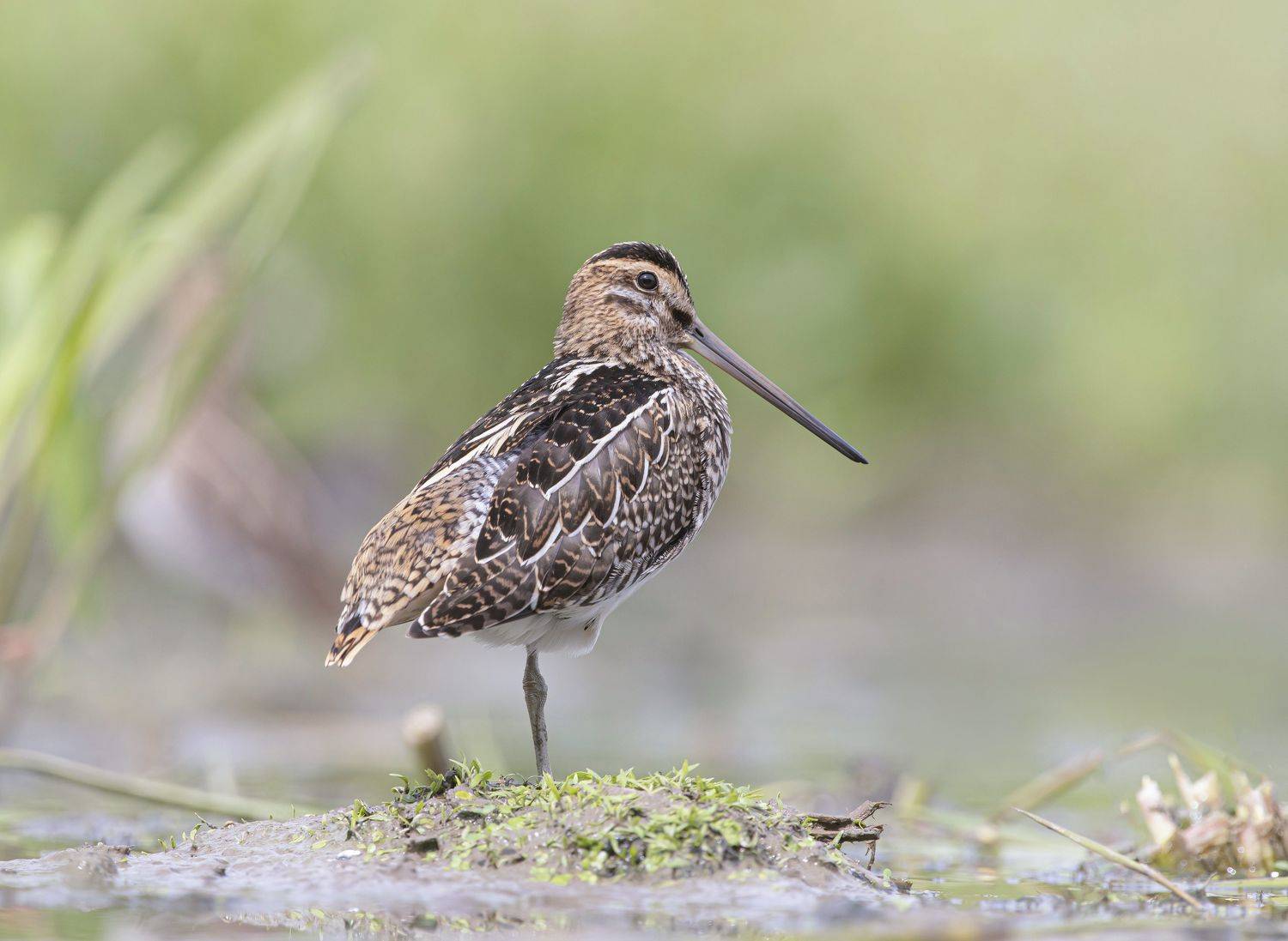 птицы,природа, лето, Андрей Киселёв