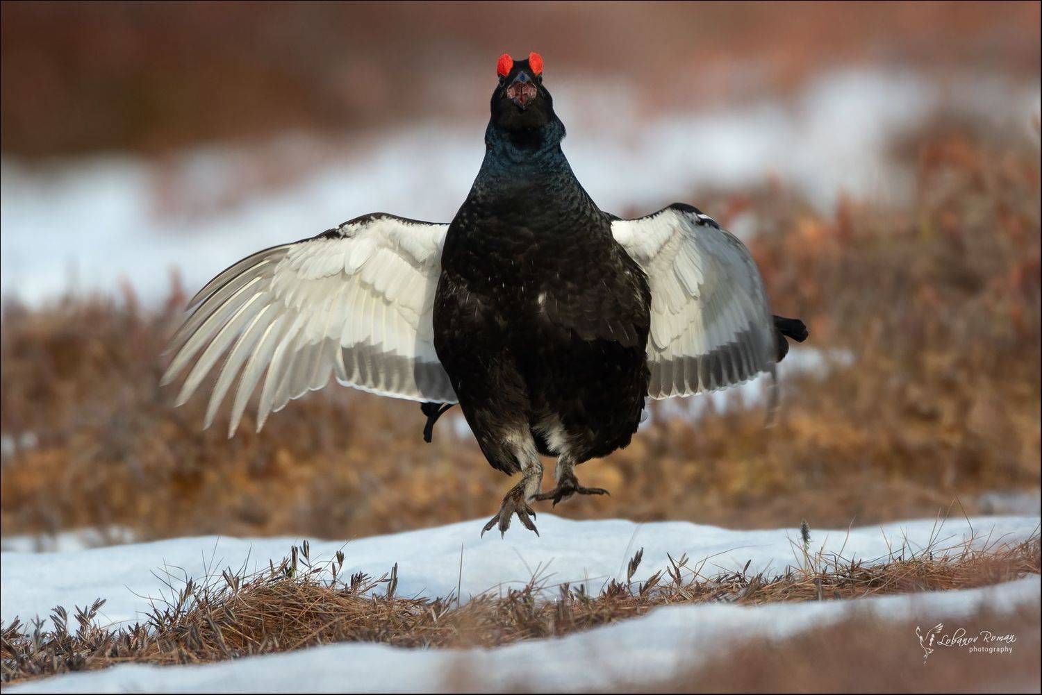 , Лобанов Роман