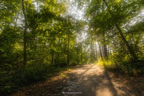 Заповедный лес