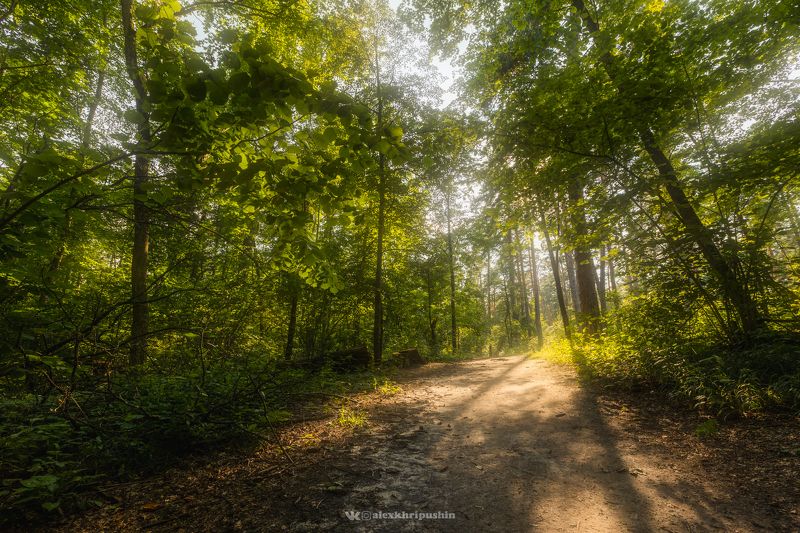 landscape Заповедный лес фото превью