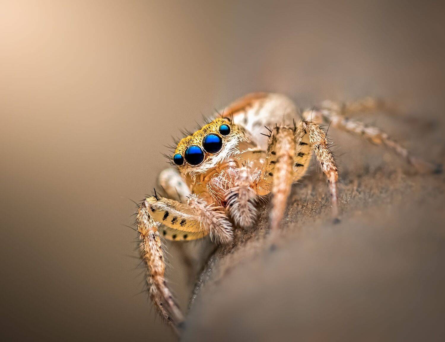 spider, animal, wild, insect, arachnid, leaf, macro, closeup,, Atul Saluja