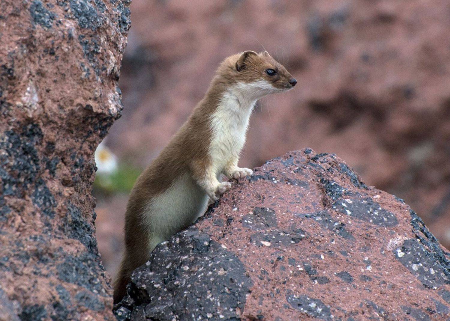 горностай,терскол, кабардино-балкария, Хасан Журтов
