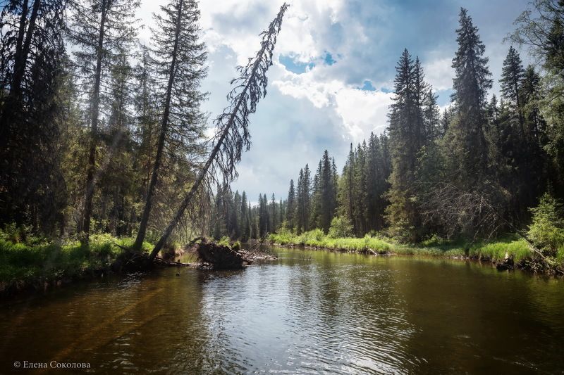 улс, река, пейзаж, лес, лето Таежная речка Улс фото превью