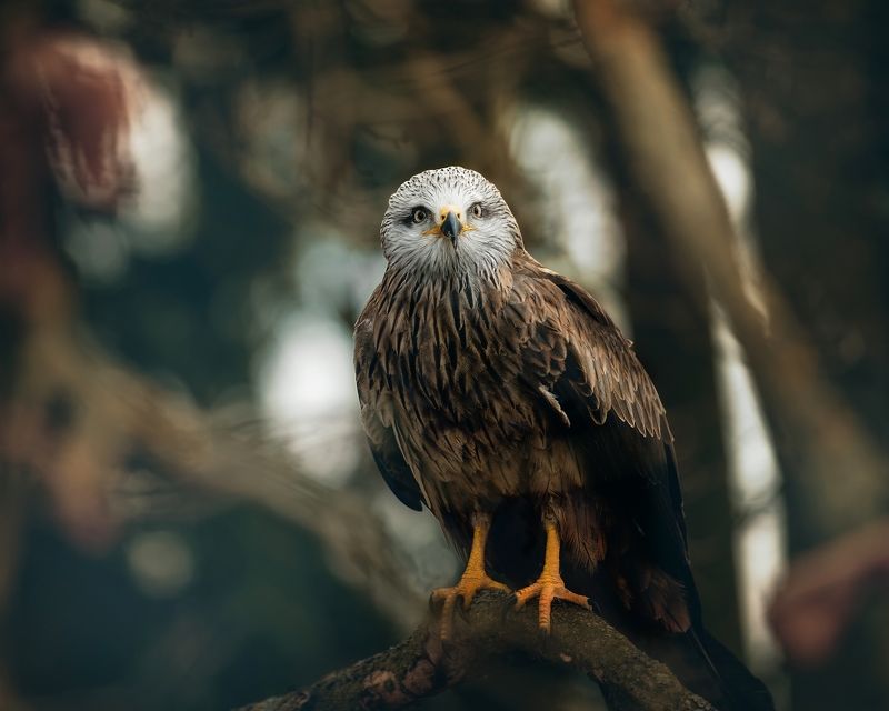 Resting red-kite фото превью