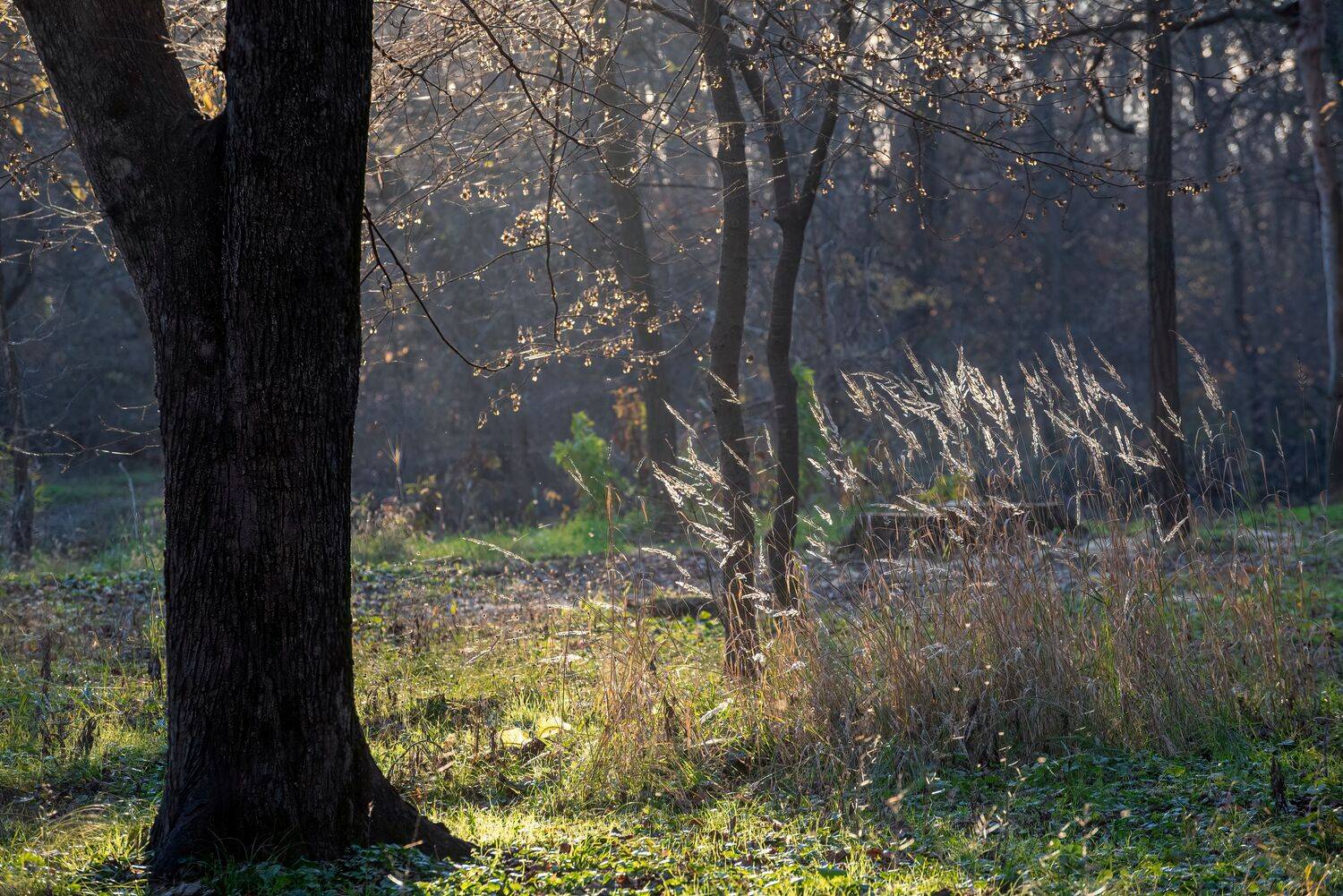 утро, лес, свет, Алексей Рыльский