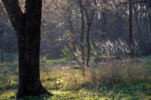 Утренний свет