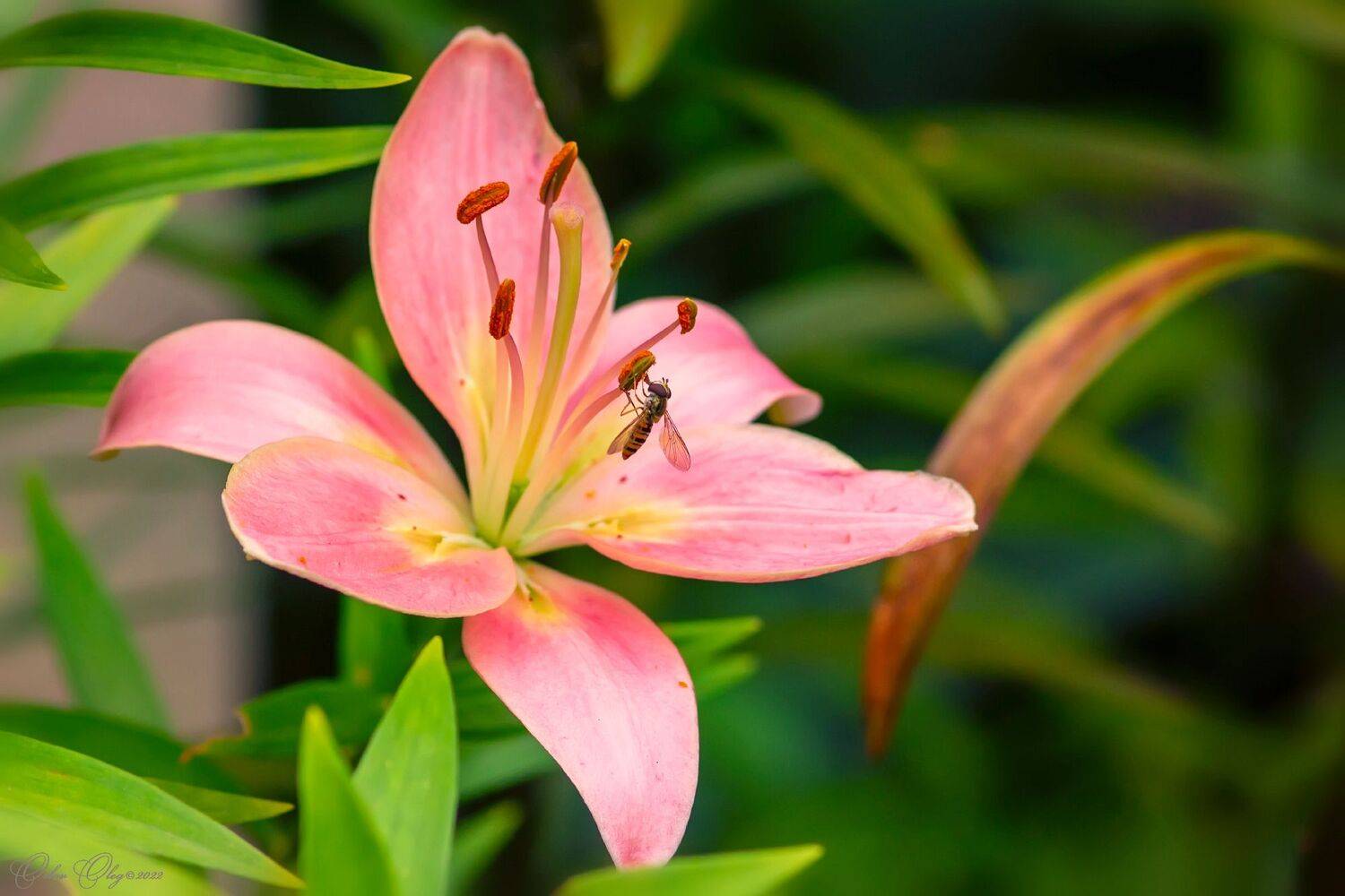 , Орлов Олег