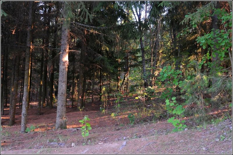 Свет заходящего солнца фото превью