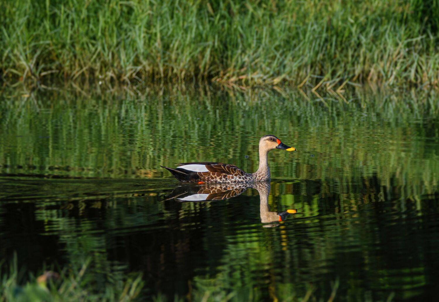closeup, bird, birds, wild, wings, beauty, nature, swan, feather, spread, little sparrow,animal,animals,nikon,tailorbird,portraitm,eyes,duck, G N RAJA