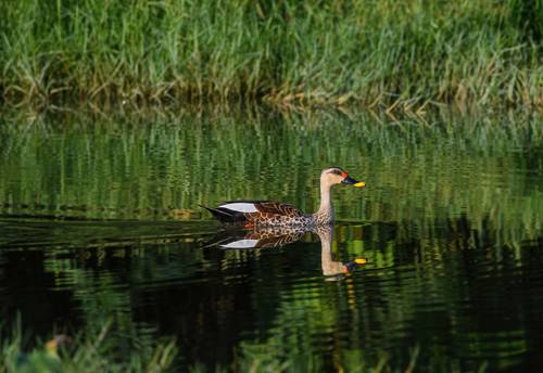 Indian spot-billed duck