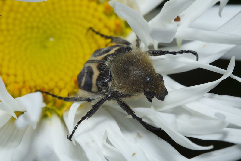 Жук, ромашка и дождь. фото превью