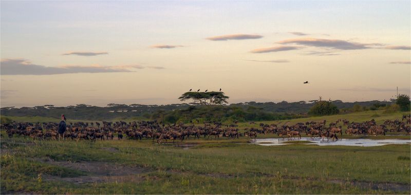 серенгети,танзания Великая миграция фото превью