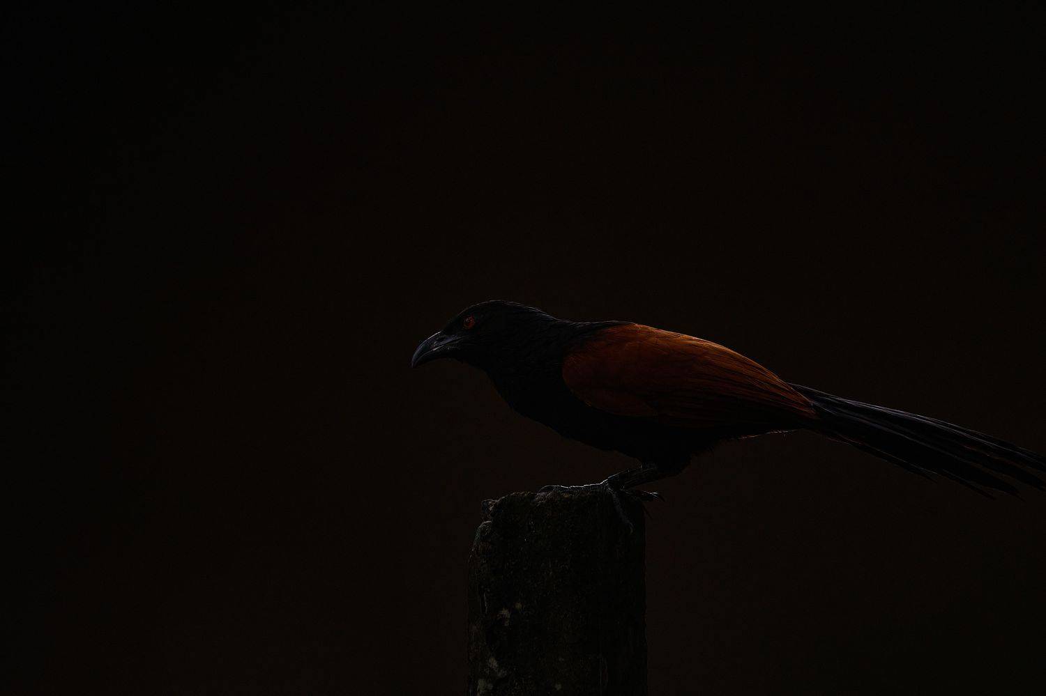 , Sonnadara Kushan Madushanka