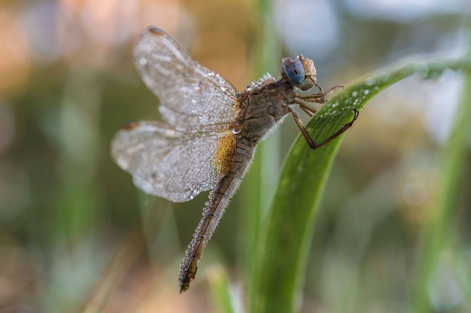 , Роман Зайцев