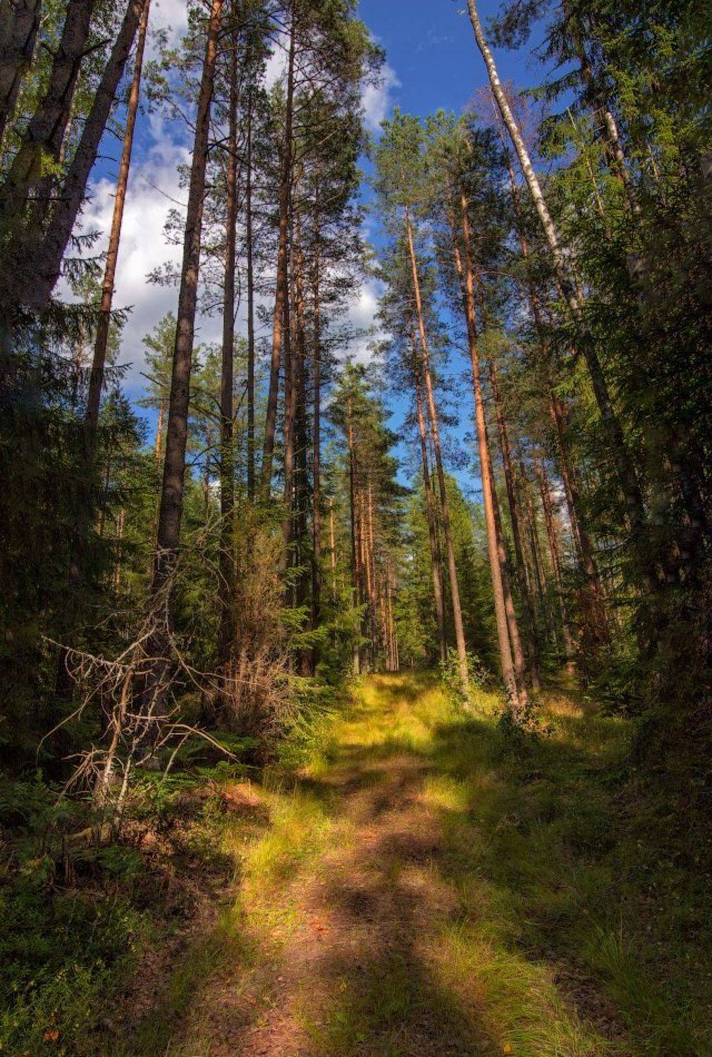 лето, лес, панорама,, Сергей Шабуневич