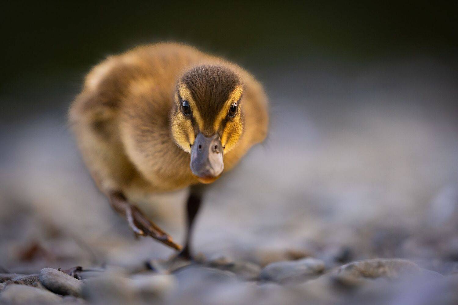 , Robert Adamec