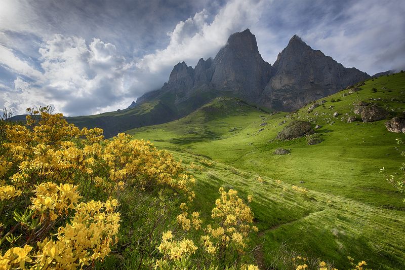 Цветение фото превью