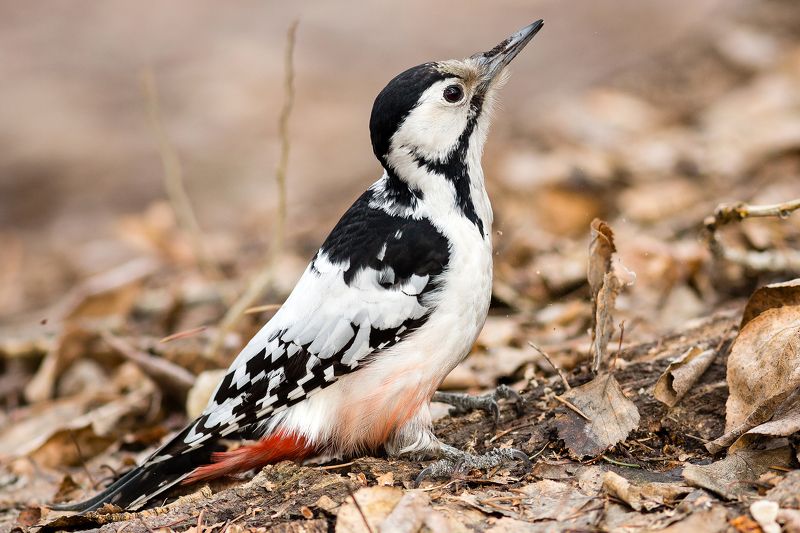 дятел фото превью