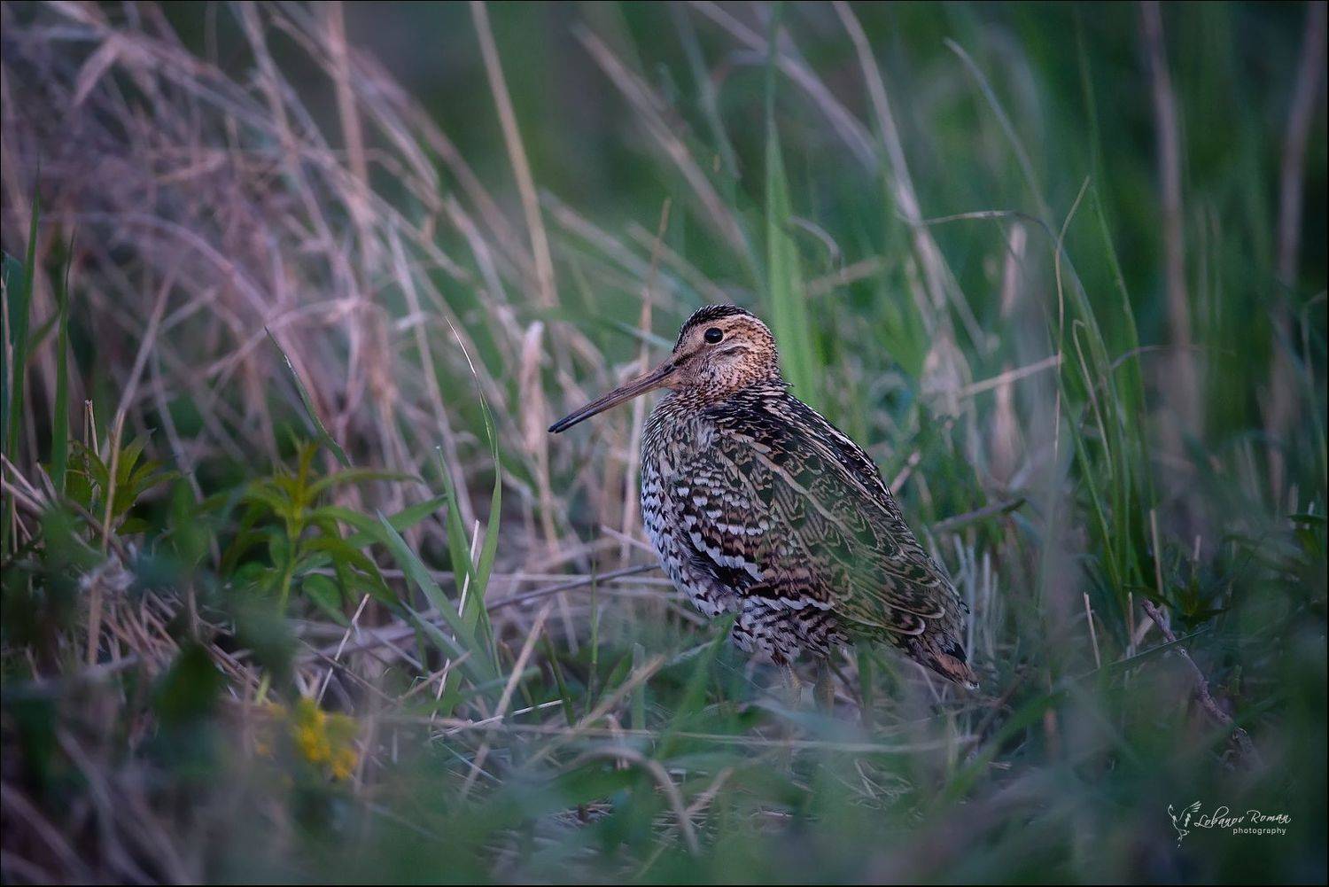 , Лобанов Роман
